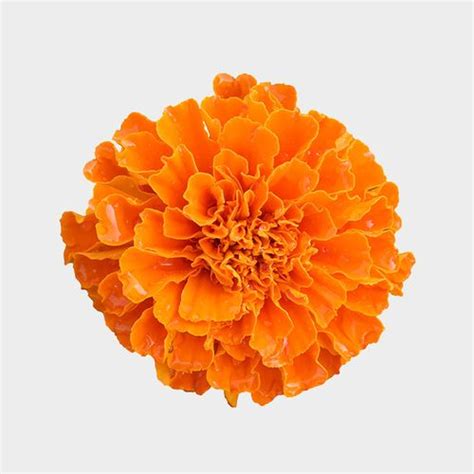 Orange Marigold Flowers - Bulk - Wholesale - Blooms By The Box