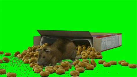 Rat Animation Green Screen Animal Green Screen Youtube