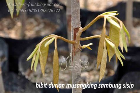 Sambung Sisip Memodifikasi Teknik Okulasi Leira Buah Tropis