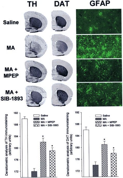 Immunohistochemical Analysis Of Th Dat And Gfap In The Corpus