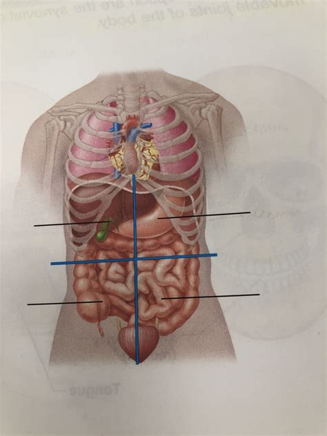 Abdominopelvic Quadrants And Regions Diagram Quizlet