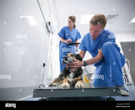 Cita Con Veterinarios Fotograf As E Im Genes De Alta Resoluci N Alamy