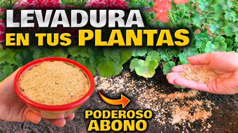 Entierra Levadura En Tus Plantas Y Ver S Sus Poderosos Efectos Abono