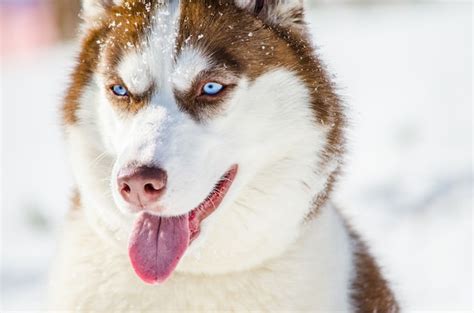 Arriba Images Lobo Siberiano Ojos Azules Viaterra Mx