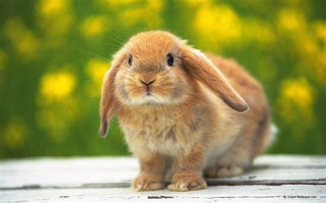 Bunny Rabbits Images Bunnies Hd Wallpaper And Background Photos 16437969