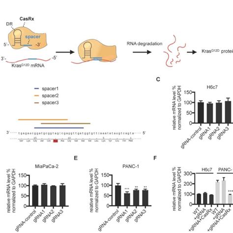 Pdf Precise And Efficient Silencing Of Mutant Kras G D By Crispr