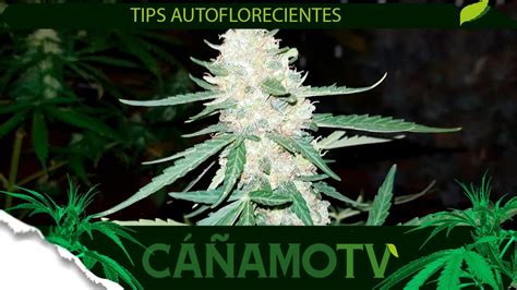 TIPS BÁSICOS para el cultivo de AUTOFLORECIENTES Mars Hydro FC E4800