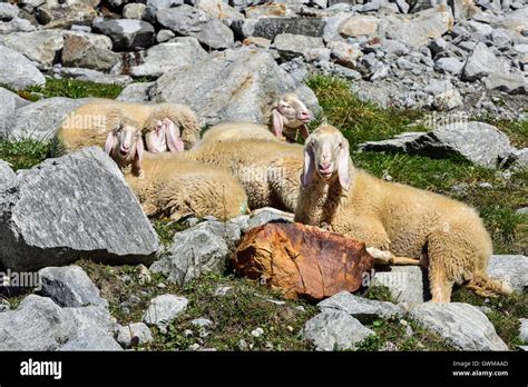 Alpine Sheep Hi Res Stock Photography And Images Alamy