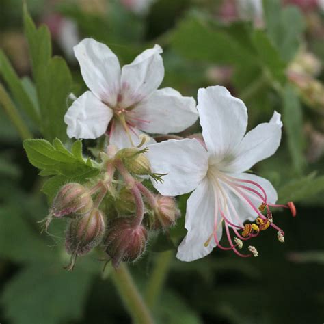 Geranium Macrorrhizum Glacier Hardy Geraniums Ornamental Grasses