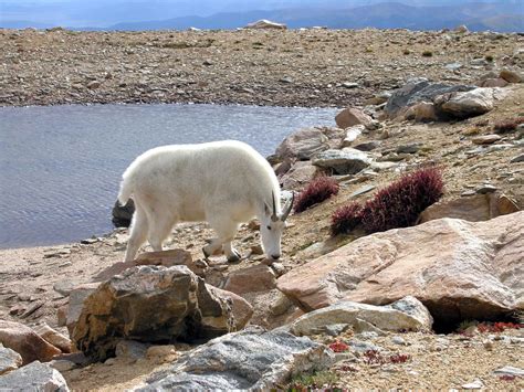 Montain Goat Free Photo Download Freeimages