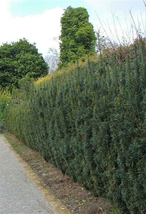 CEPHALOTAXUS Fastigiata Upright Japanese Plum Yew