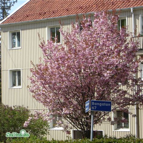 Prunus serrulata Kanzan Japansk Körsbär