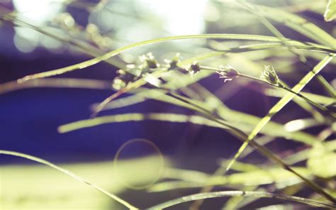 Wallpaper Sunlight Water Nature Plants Branch Green Blossom