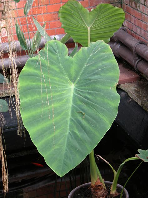 Image*After : images : big leaf tropical plant in water green