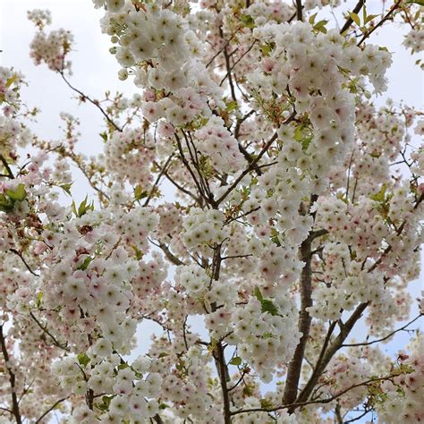 Buy Flowering Cherry Blossom Tree Syn Prunus Fragrant Cloud Prunus