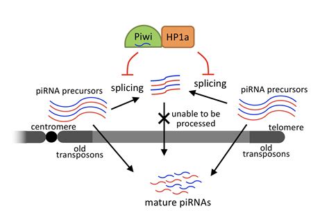 Key Protein Providing Defense Against Jumping Genes Identified