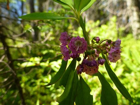 June 30 2019 Orchids in the White Lake Fen with Michael Runtz