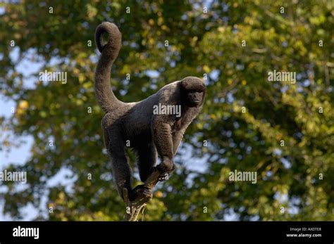 Brachytele Fotos Und Bildmaterial In Hoher Aufl Sung Alamy