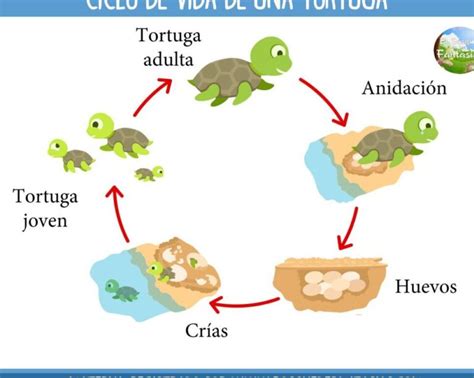 Ciclo De Vida De Una Tortuga Para Niños En Español