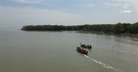 AksiMudaJagaIklim Penanaman Mangrove Di Pantai Sederhana Muara