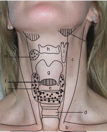 Anatomy Of The Neck And Throat Glands