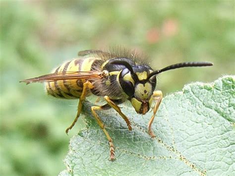 Sphecidae & Vespoidea BXL