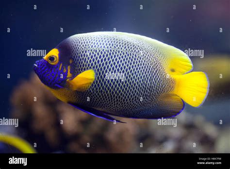 Face Jaune Angelfish Pomacanthus Xanthometopon également Connu Sous