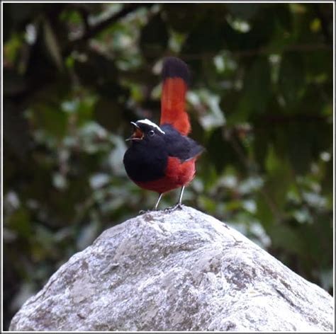 Encounter White Capped Water Redstart The Green Ogre