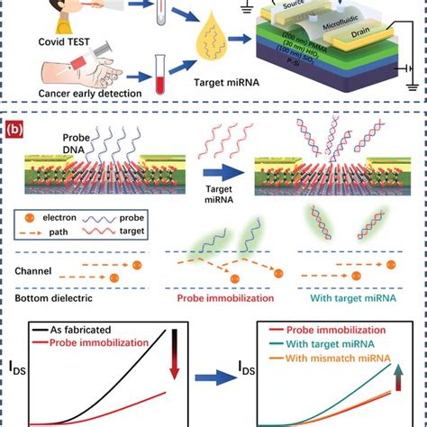 Schematic Illustration Of The Insefetbased Biosensor A Structure Of