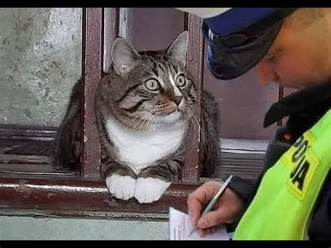 Alborotadores Una selección de gatos y gatitos divertidos para el