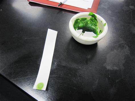 Plant Pigments Using Paper Chromatography