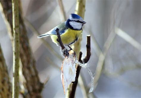 Kostenlose foto Natur Ast Vogel Flügel Tierwelt Mahlzeit