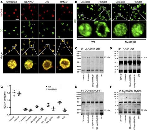 Jci Platelet Derived Hmgb1 Is A Critical Mediator Of Thrombosis