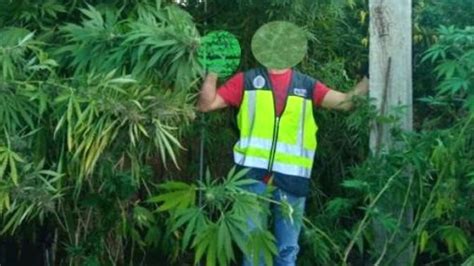 Desmantelan Ocho Cultivos De Marihuana En Puertollano Con Ocho Detenidos