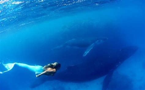 Hannah Fraser Swims Dressed As A Mermaid With Humpback Whales Off Vava