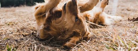 Is Diatomaceous Earth Safe for Dogs - Texas Capital Forum & Coalition