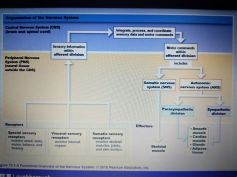 Nervous System Structure Flashcards Quizlet