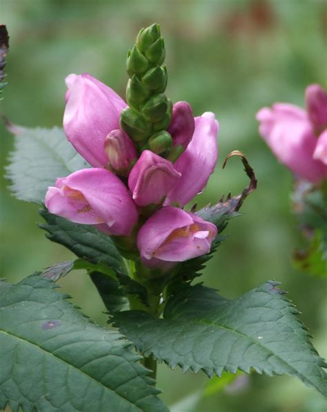 Pink Turtlehead Jeffries Nurseries