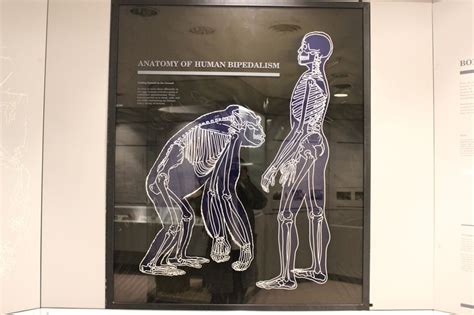 Human bipedalism | Ancestor, Human, Exhibition