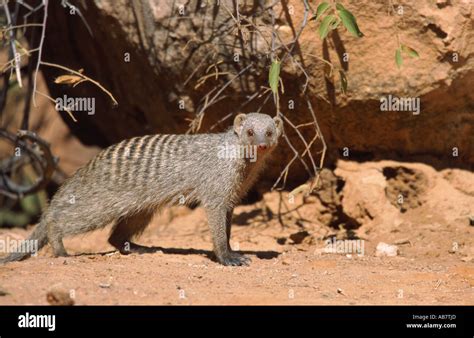 Banded Mongoose Zebra Mongoose Mungos Mungo Side View Namibia