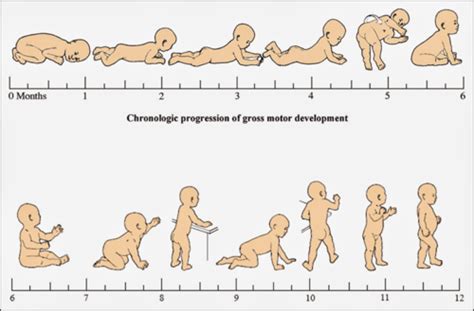 Developmental Milestones Flashcards Quizlet