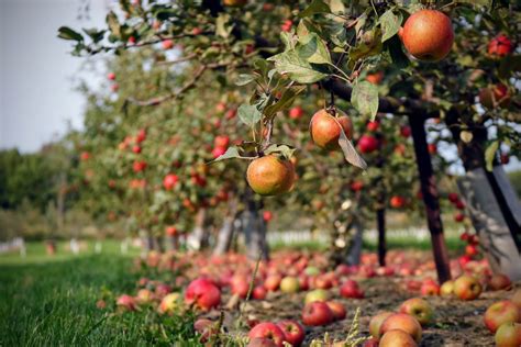 Mejores Huertos De Manzanas En Estados Unidos Las Mejores Granjas De