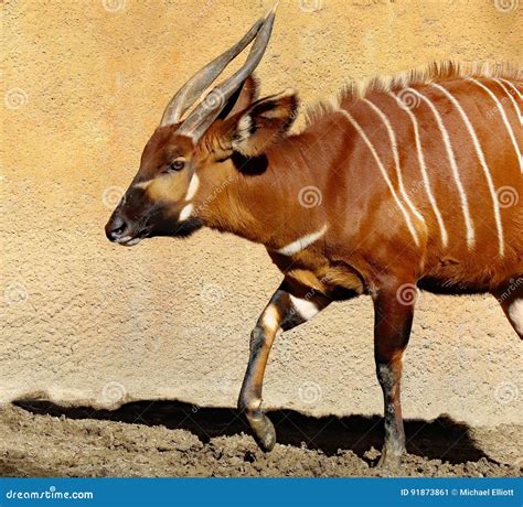 Bongo Stock Image Image Of Forage Bongo Eyes Africa 91873861