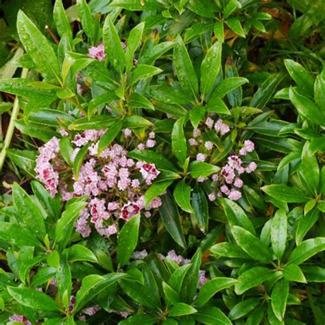 Kalmia Szerokolistna Latchmin