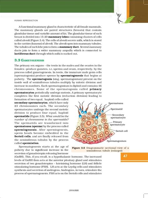 NCERT Book Class 12 Biology Chapter 3 Human Reproduction AglaSem Schools