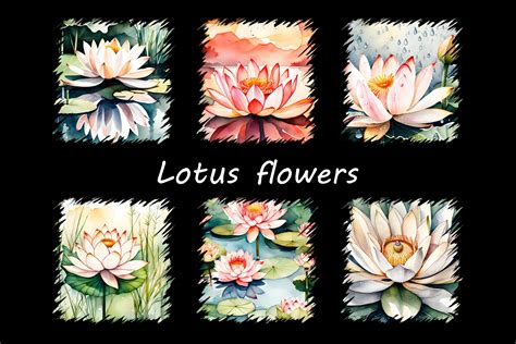 Lotus Flowers Graphic By Vikimon Creative Fabrica