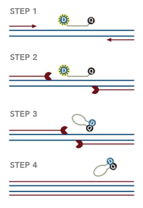 Molecular beacons