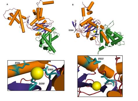 Catalytic triad shown in 3D structure of hTHAP9 built using homology ...