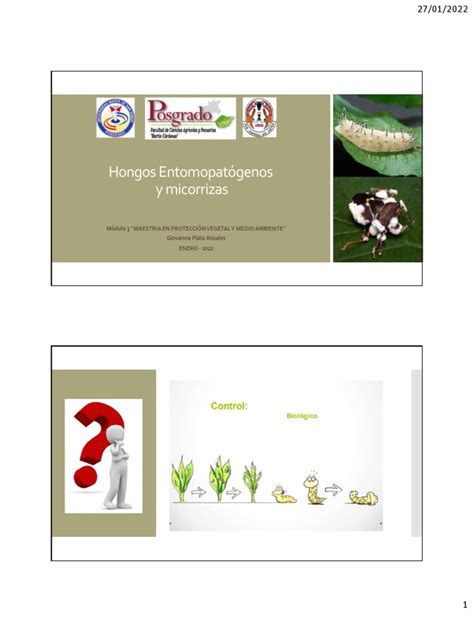 Entomopatógenos Y Micorrizas Pdf Organismos Biología