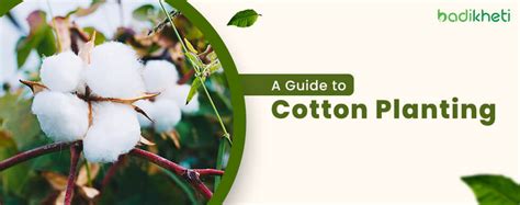 Cotton Farming Made Easy How To Plant Cotton Seeds And Grow A